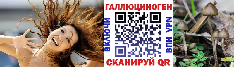 купить наркоту  Мглин  Галлюциногенные грибы Cubensis 